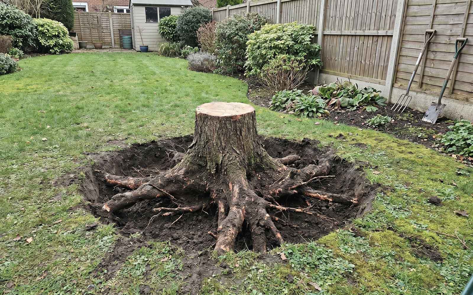 Red Rose Tree Surgery Work