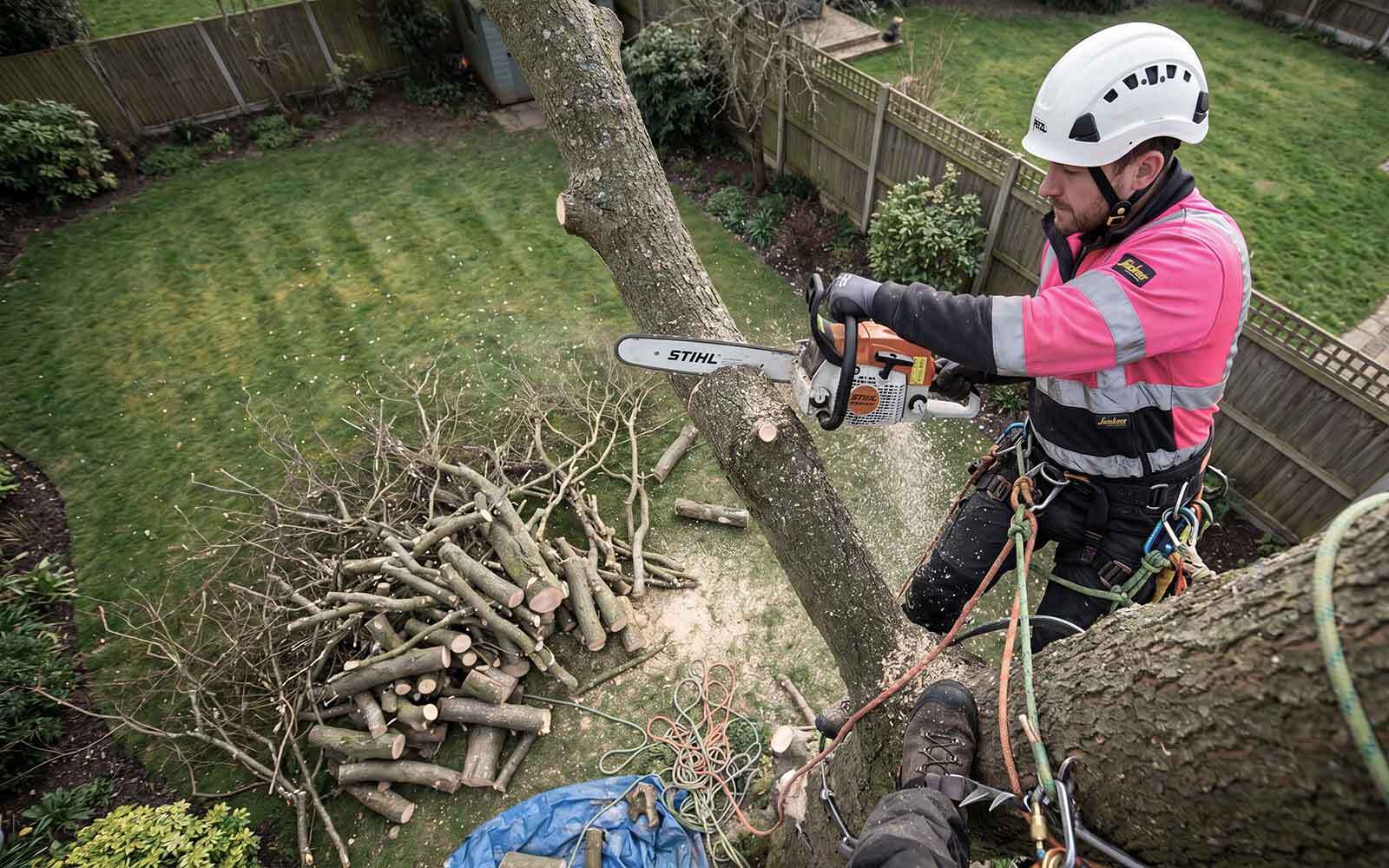 Red Rose Tree Surgery Work